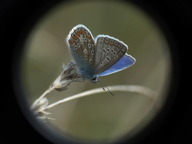 [Polyommatus icarus] Argus bleu ? P1120310