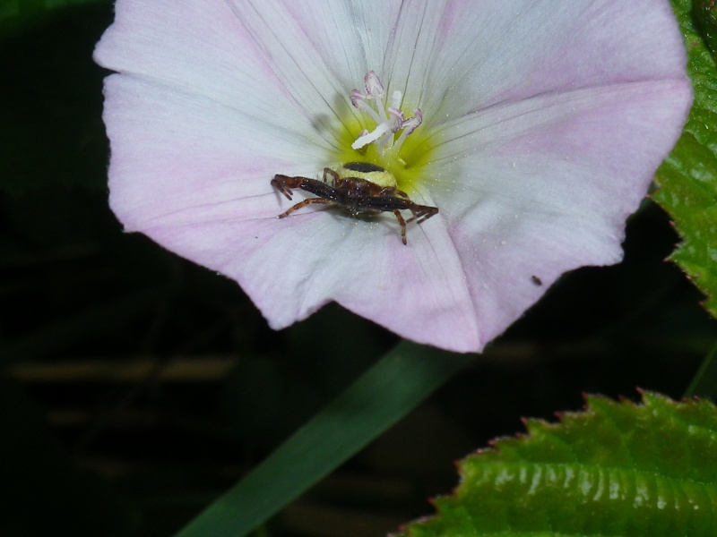 Uns guêpe a poursuivi une araignée dans les roses trémières Synema10