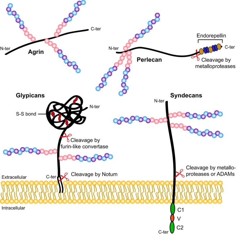 Carbohydrates and glycobiology:  the "3rd alphabet of life" after DNA and proteins Cell_s10