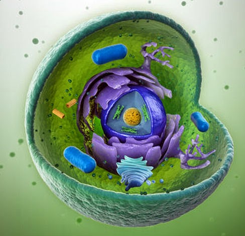 A célula, evidencia suprema de design inteligente Celula10