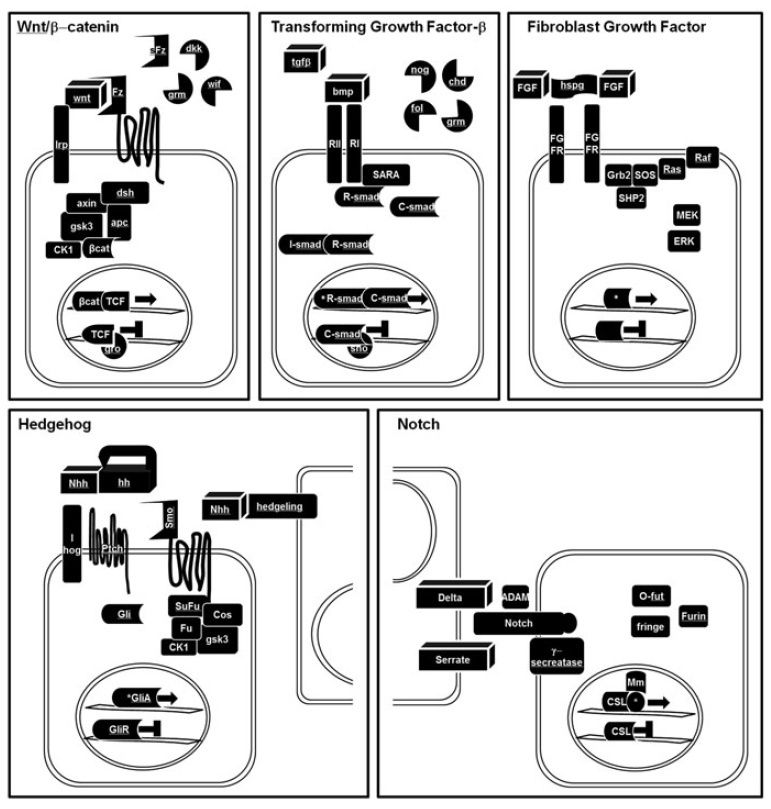 The  essential signaling pathways   for animal development Develo10