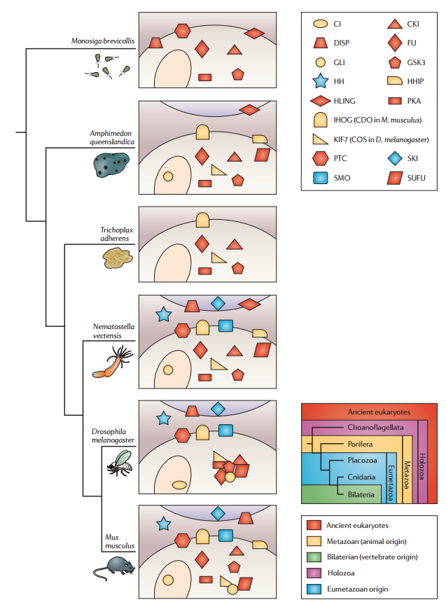 The hedgehog signal transduction pathway Hedgeh10