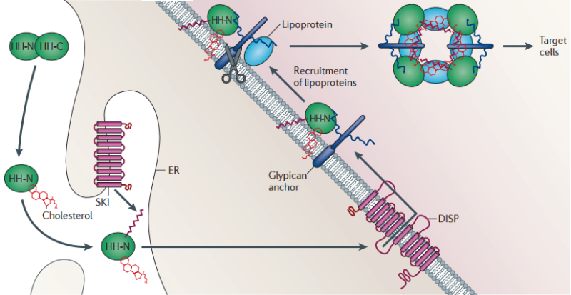 The hedgehog signal transduction pathway Lipid_10