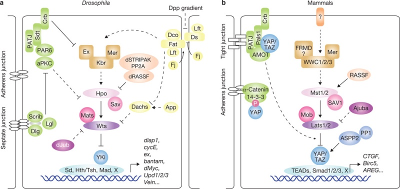 The Hippo signaling pathway in organ size control, tissue regeneration and stem cell self-renewal Nihms510