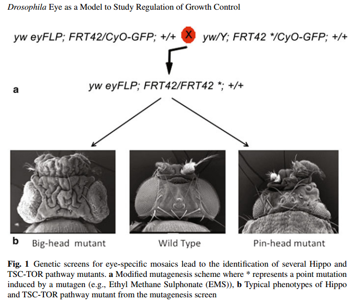 The Hippo signaling pathway in organ size control, tissue regeneration and stem cell self-renewal Sem_ty11