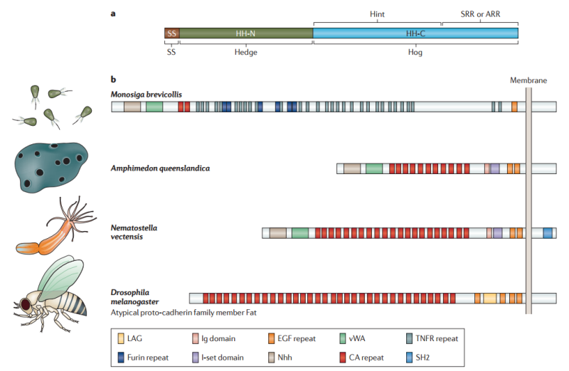 The hedgehog signal transduction pathway Struct10