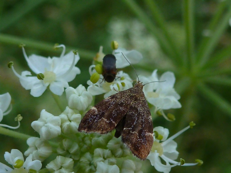 [Anthophylla fabriciana](Choreutidae)papillon à identifier  P1240511