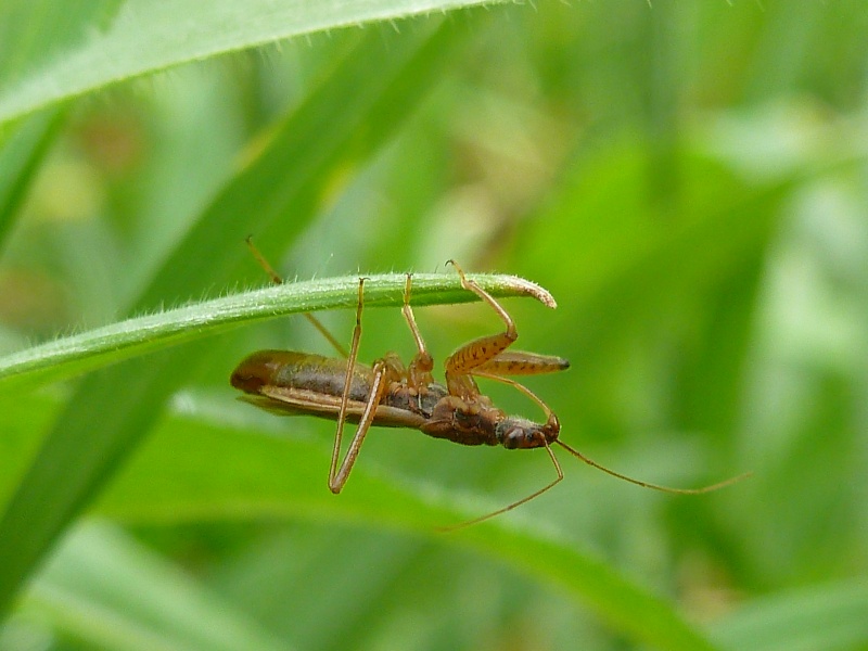 identification d'un insecte 2 P1240617