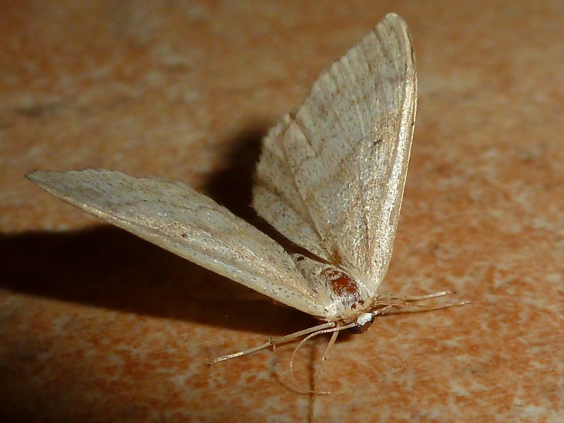 identification papillon 2 P1270411
