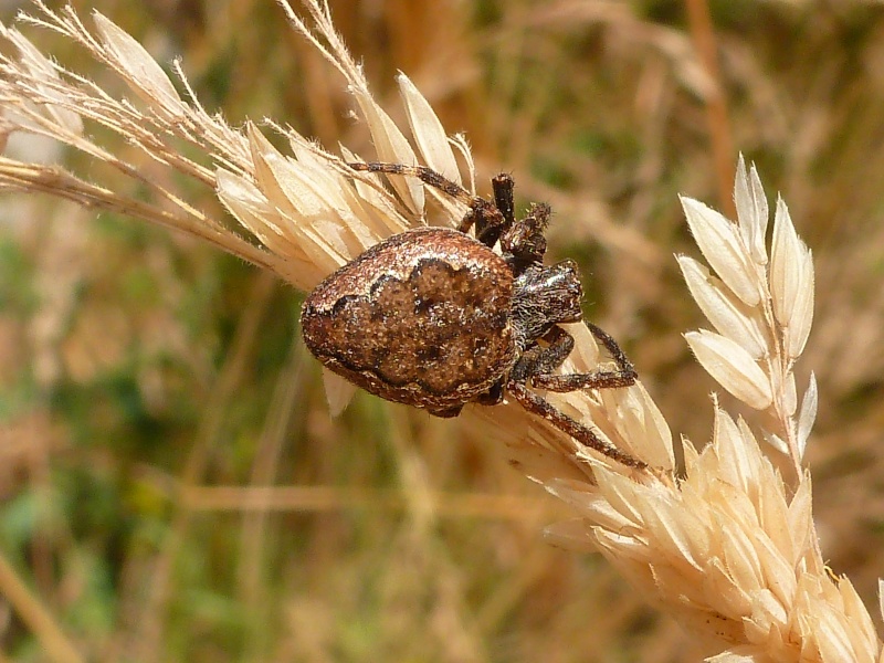 araignée à identifiée  P1270611