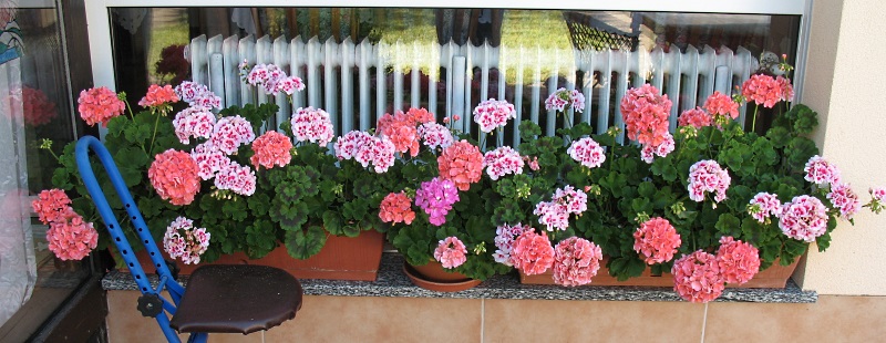 pelargonium - Pelargonium - Pelargonien - alle nichtsukkulenten Arten und Sorten - Aussaat - Stecklinge - Seite 19 Gerani10