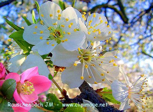 La plus belle scène fleurie de printemps Fleurs10