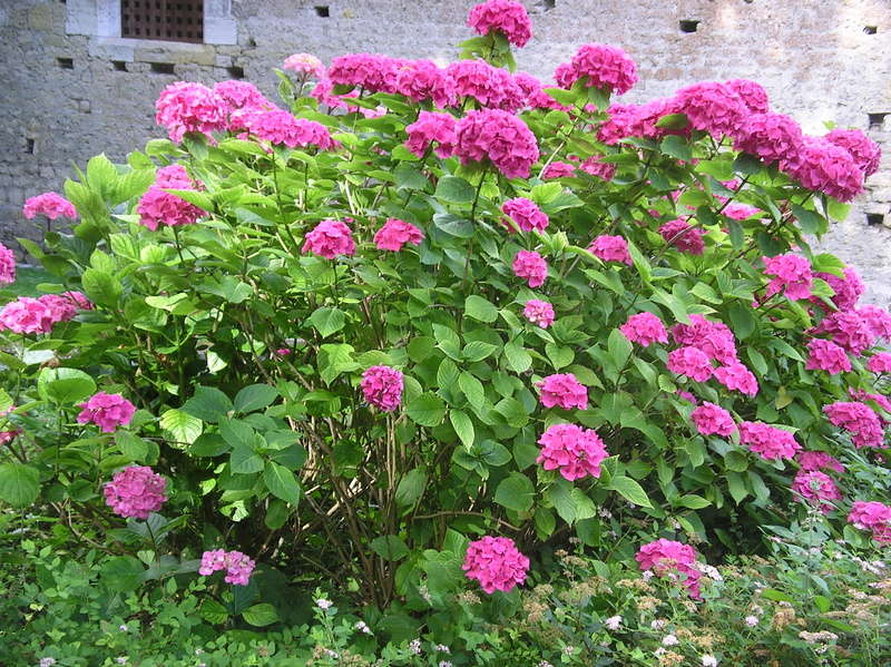 Hortensias (hydrangea) - Page 2 Imgp0073