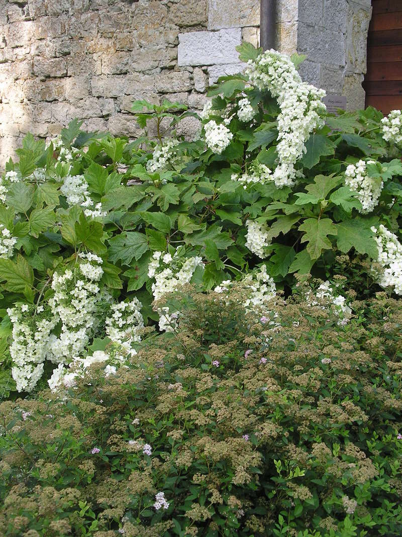 Hortensias (hydrangea) - Page 2 Imgp0074