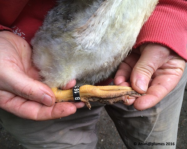 Le sexage des canards et oies par le cloaque en photos Bague-11