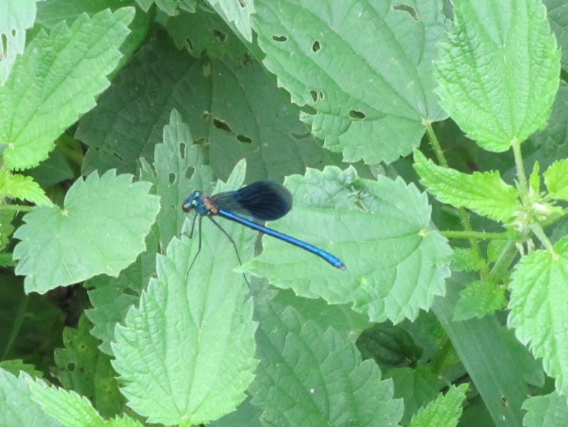 Insectes du Sundgau Img_5216