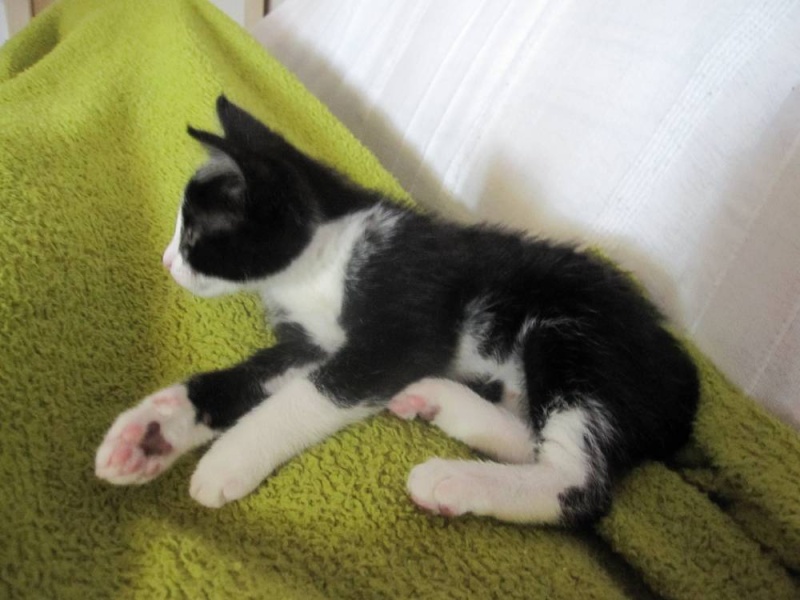 Ilana, chaton femelle noire & blanche née le 01/05/2013 Ilana_17