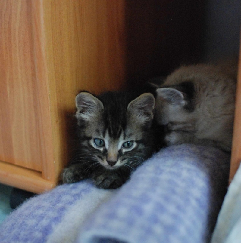 MARCUS, chaton européen tigré gris, né le 15/04/16 Marcus13