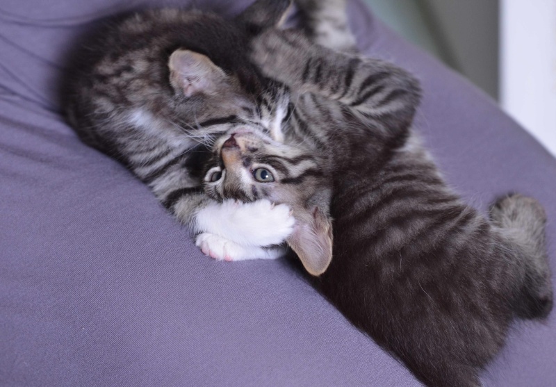 MARCUS, chaton européen tigré gris, né le 15/04/16 Mayley11