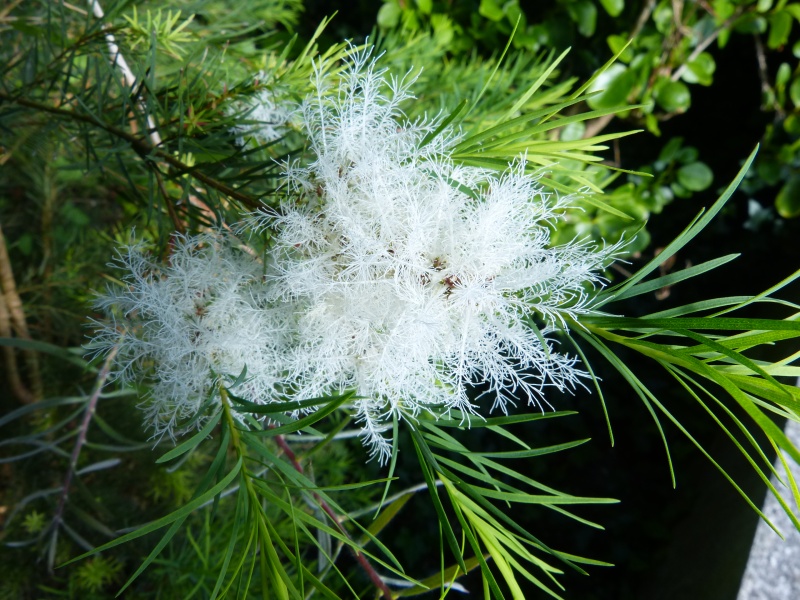 Melaleuca alternifolia, Acnistus australis, Halimium atriplicifolium [devinette] Devine11