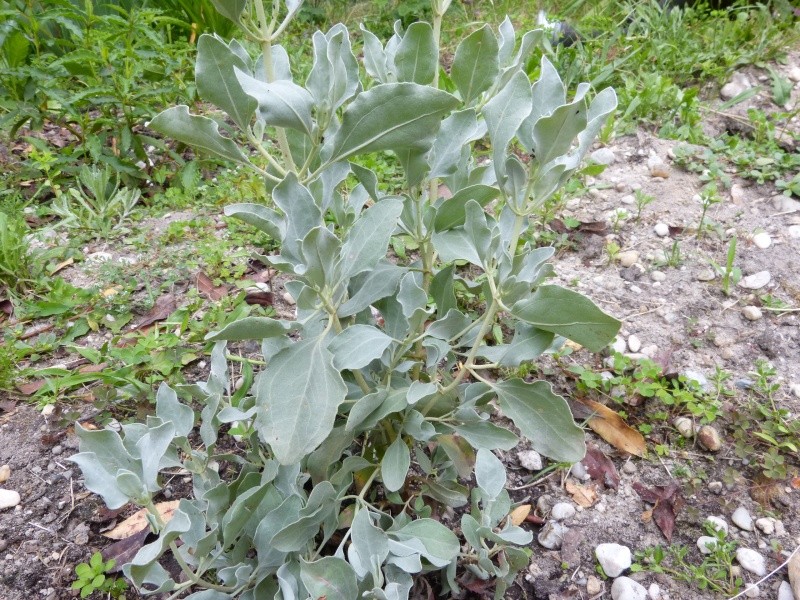 Melaleuca alternifolia, Acnistus australis, Halimium atriplicifolium [devinette] Devine13