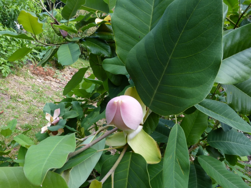 petits bouquets de juillet Magnol16