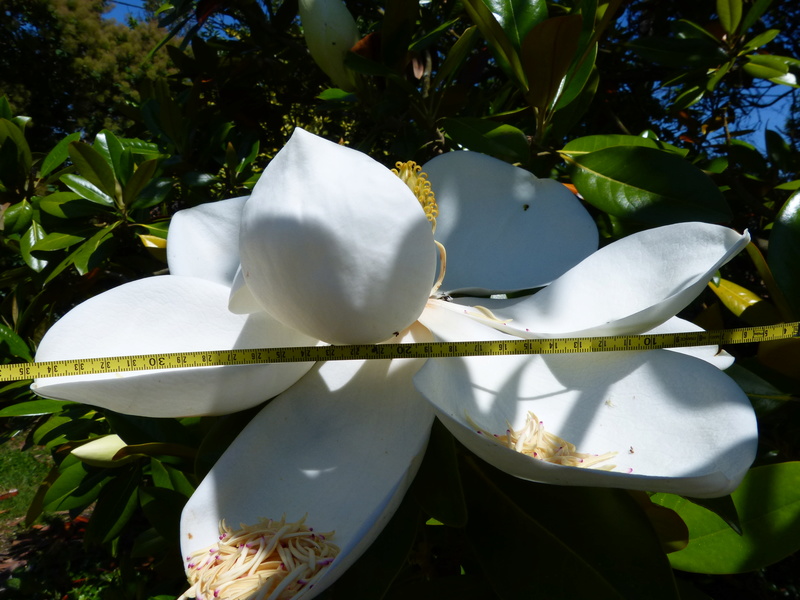 Magnolia grandiflora - Page 2 Magnol18