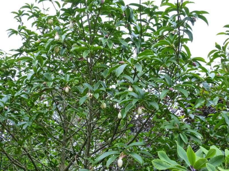 Magnolia conifera var. chingii (= Manglietia chingii) Mangli10