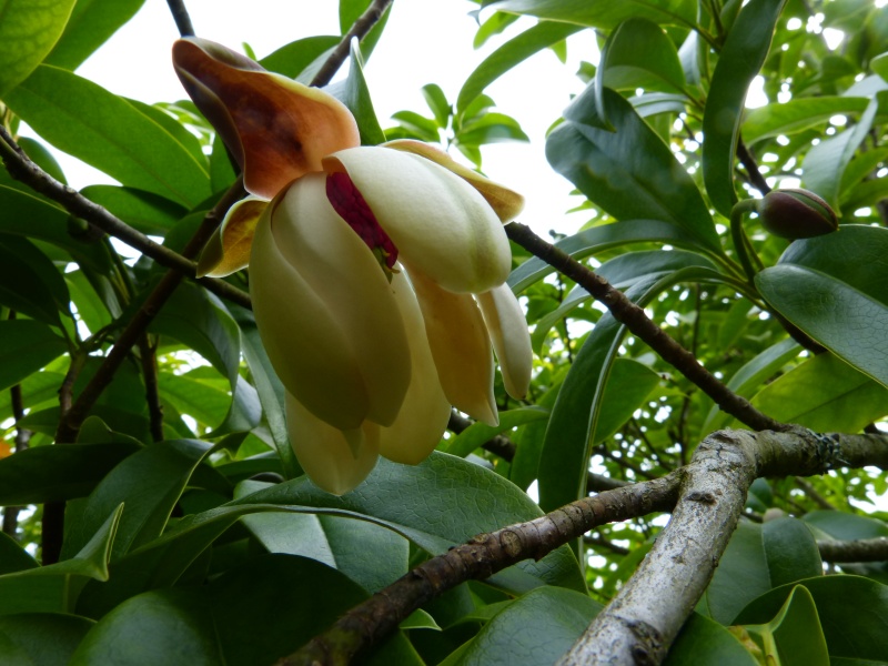Magnolia conifera var. chingii (= Manglietia chingii) Mangli11