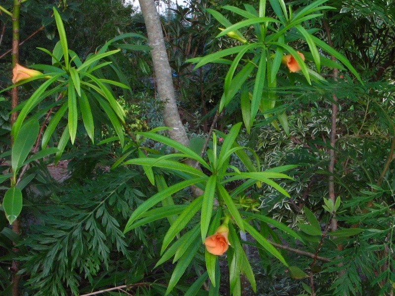 Cascabela thevetia (= Thevetia peruviana) Thevet11