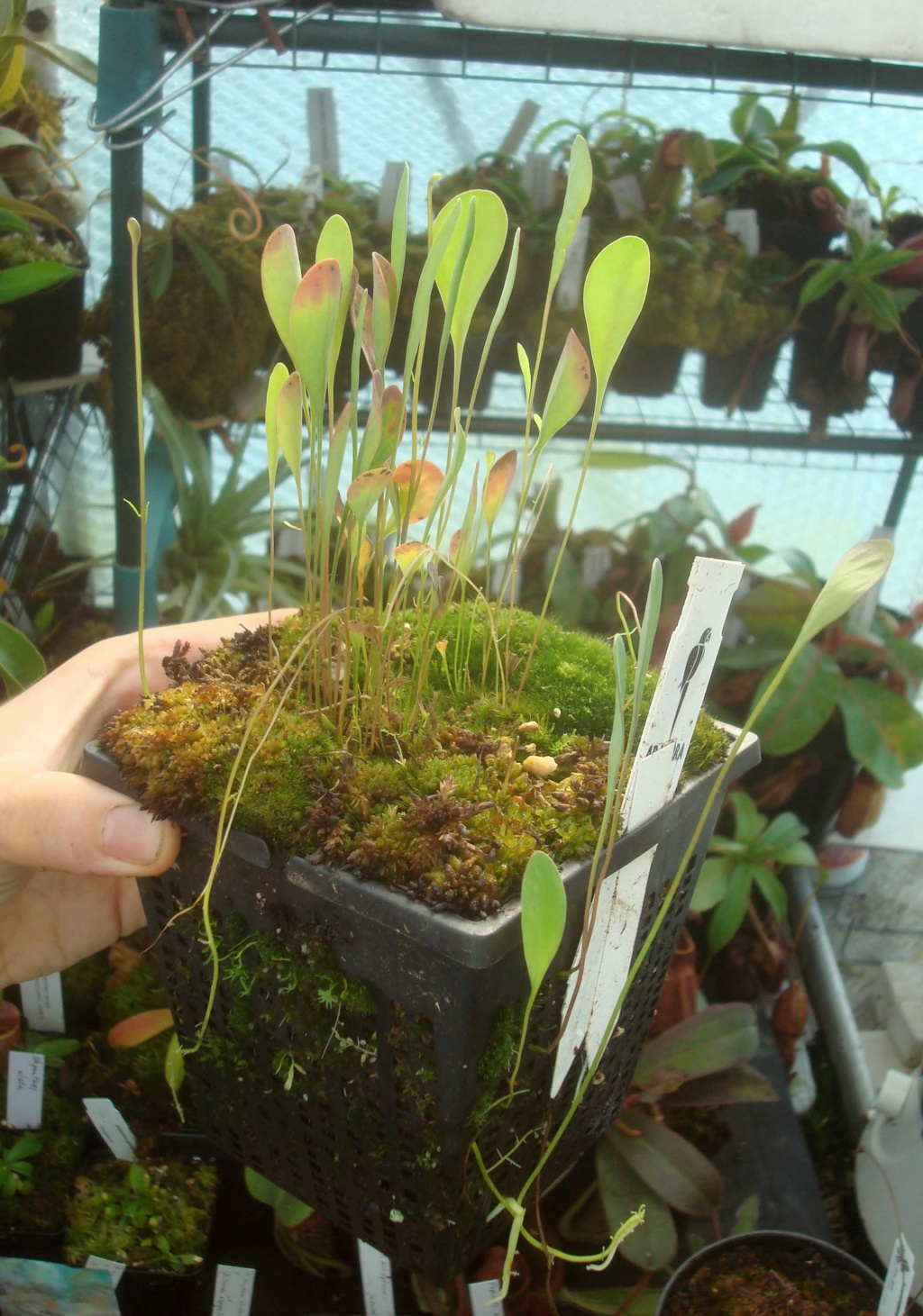 Utricularia humboldtii Dsc03114