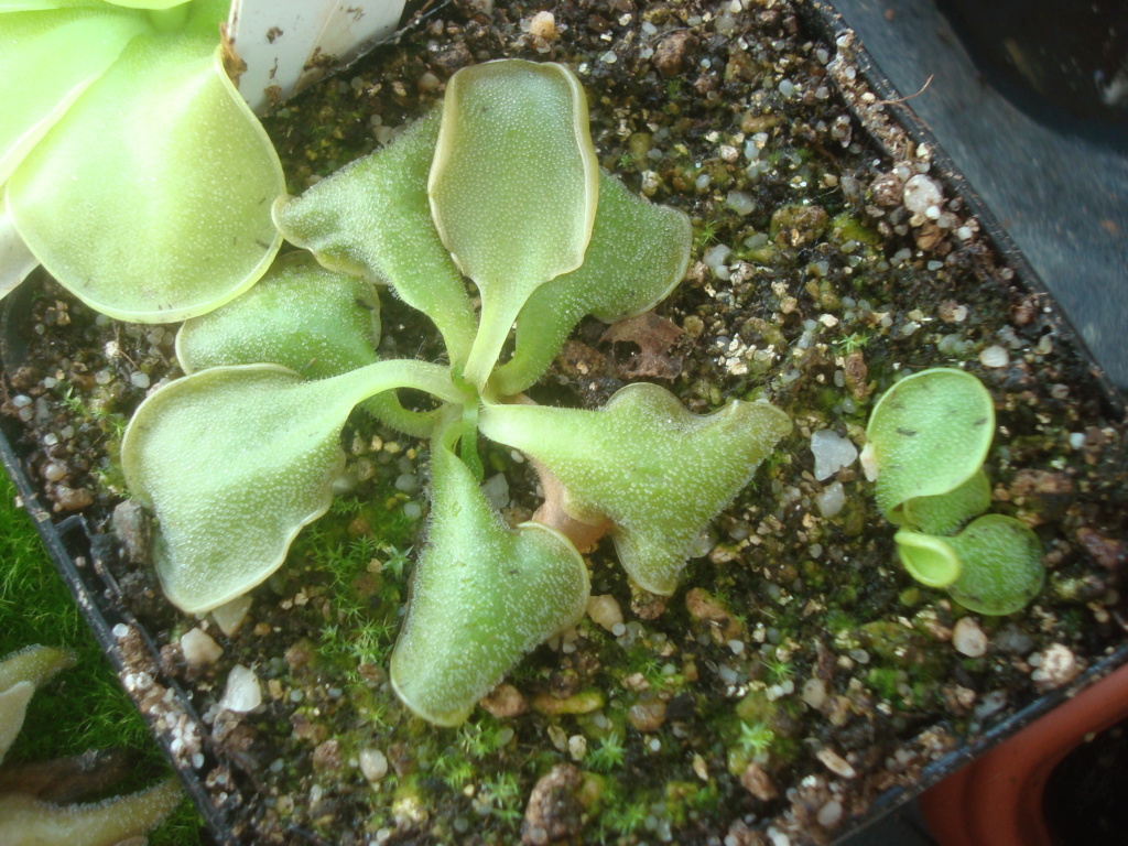 Pinguicula oblongiloba Dsc03119