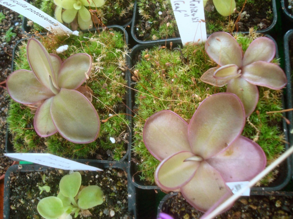 Pinguicula potosiensis "red leaf" Dsc03121