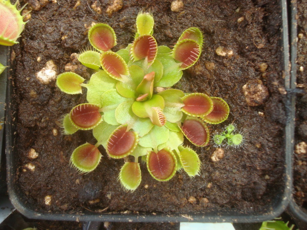 Dionaea 'Cup Trap' Dsc03124