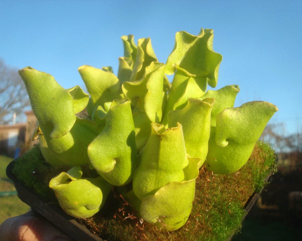 Sarracenia purpurea subsp.venosa f.pallidiflora Dsc03627