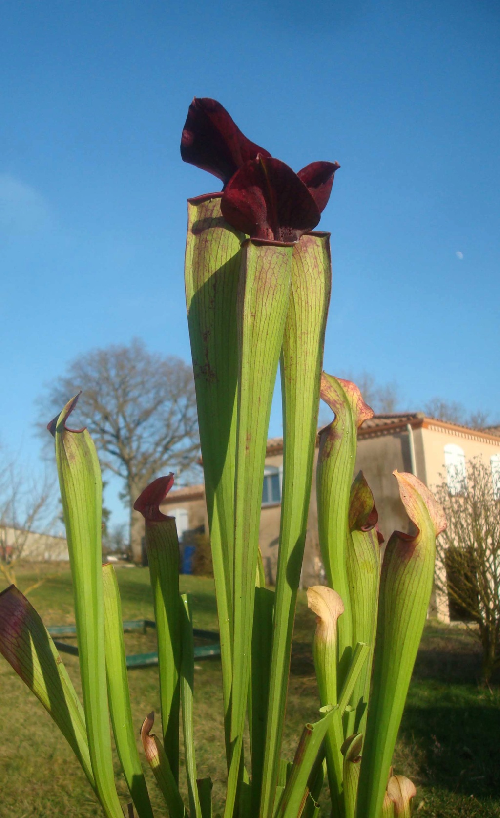 Sarracenia alata var.nigropurpurea Dsc03629