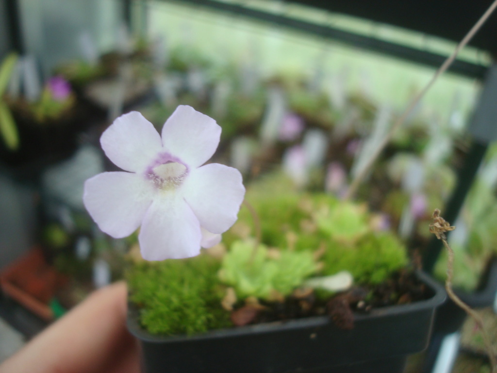 Pinguicula rotundiflora Dsc03753