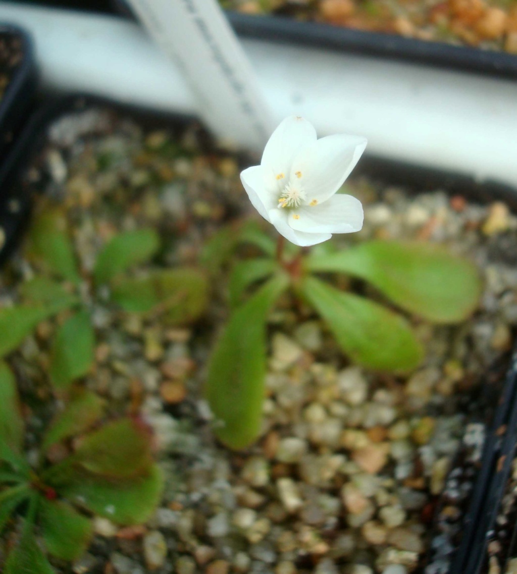 Drosera macrophylla ssp.monantha Dsc03885