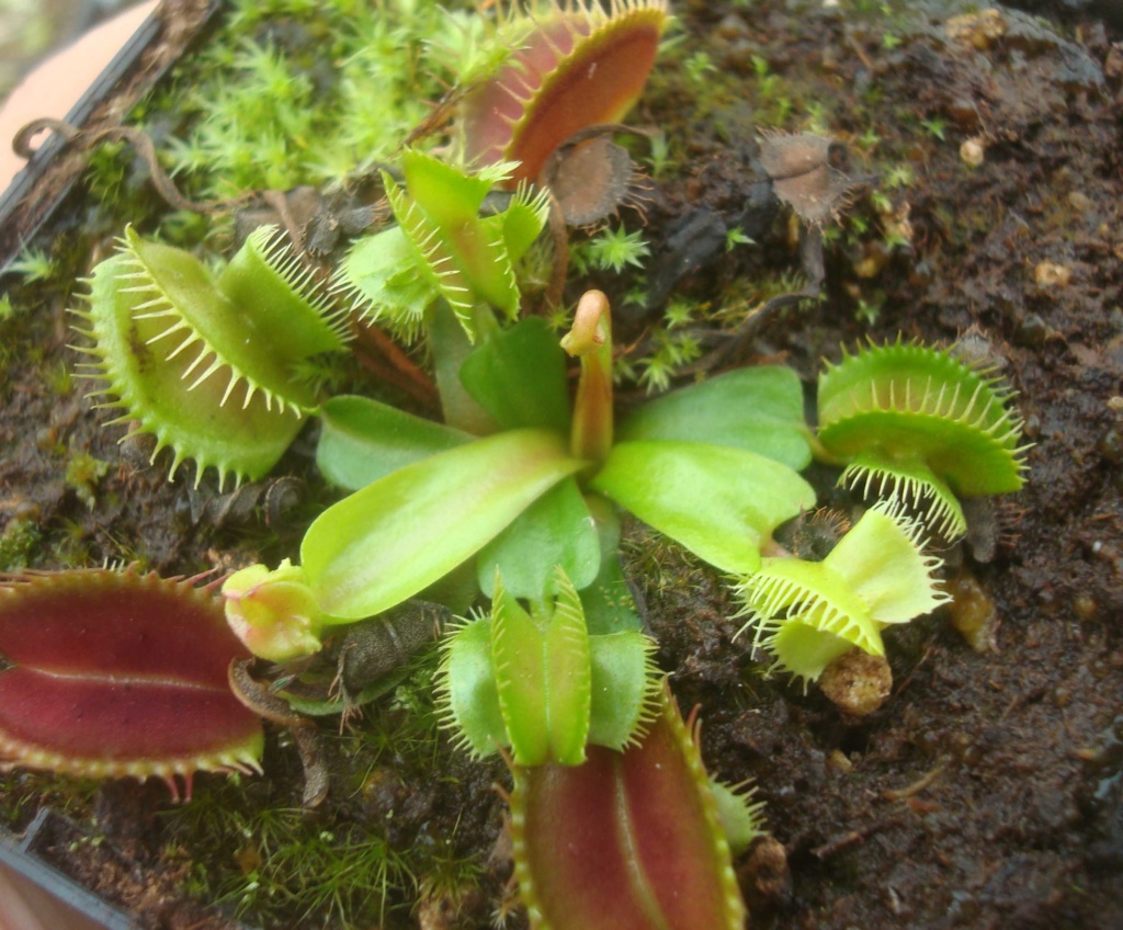 Dionaea "Cthugha" Dsc04041