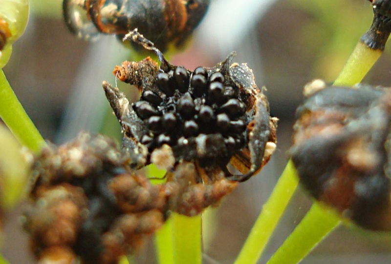 Suivi semis et germination Dionaea [Ted82] Dsc0510