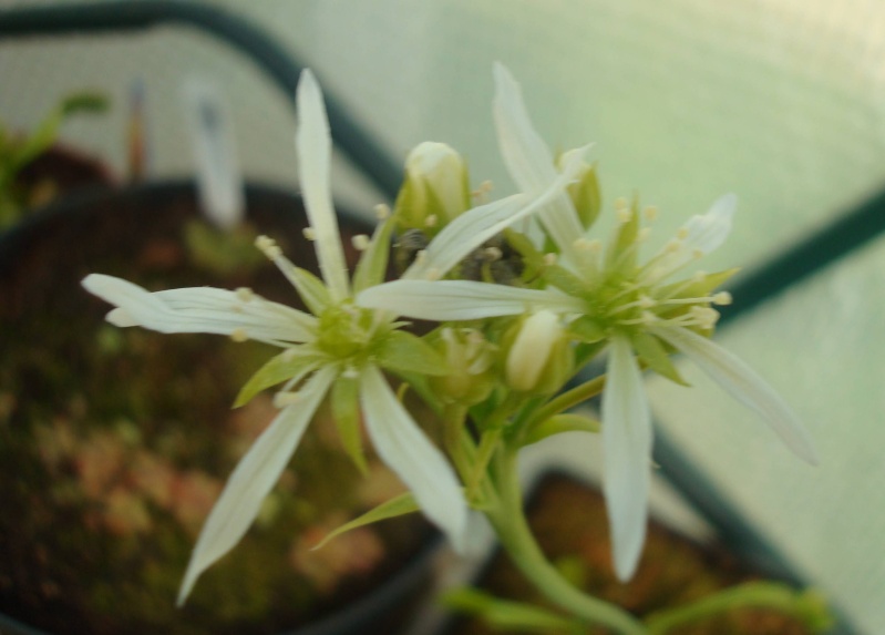 Suivi semis et germination Dionaea [Ted82] Dsc05311