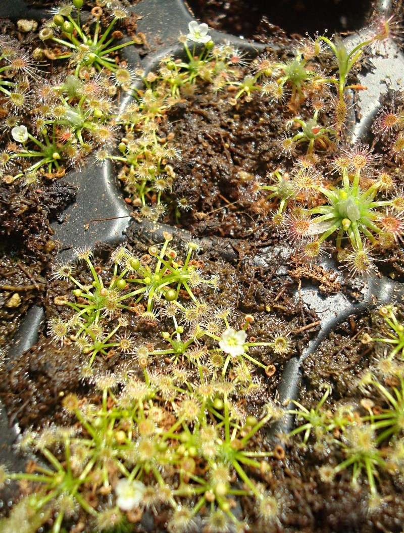 Drosera Pygmaea 'plante verte' Dsc05716