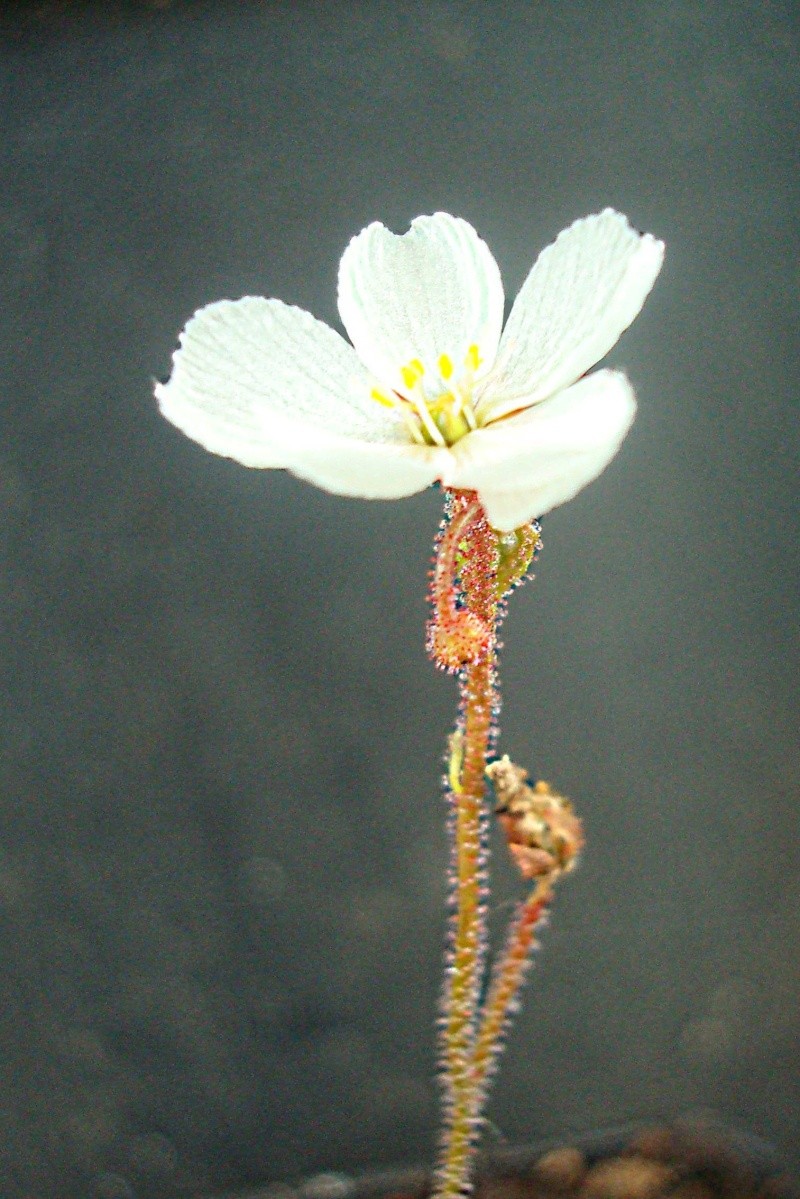 Drosera "Brevifolia" Dsc05721