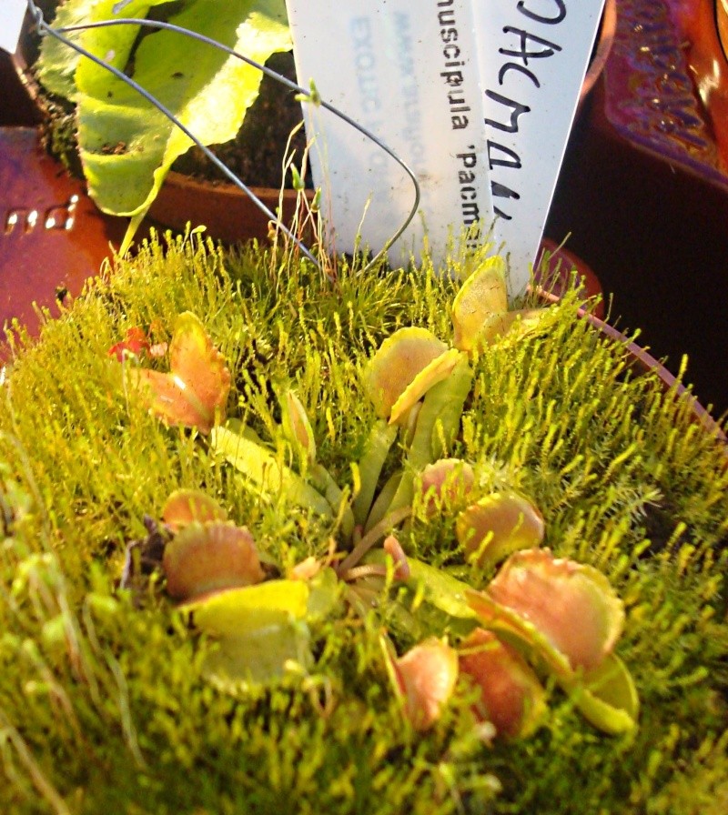 Dionaea "Pacman" Dsc05810