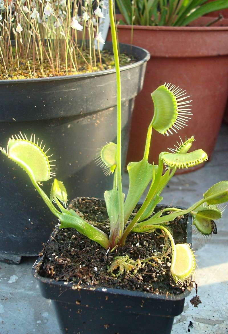 Dionaea "Kayan" Dsc05926
