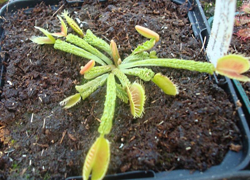 Dionaea "Trichterfalle" / "Funnel Trap" Dsc05927