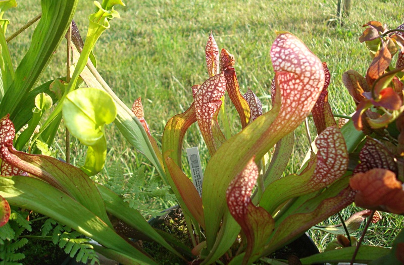 Sarracenia "Scarlet Belle" Dsc05947