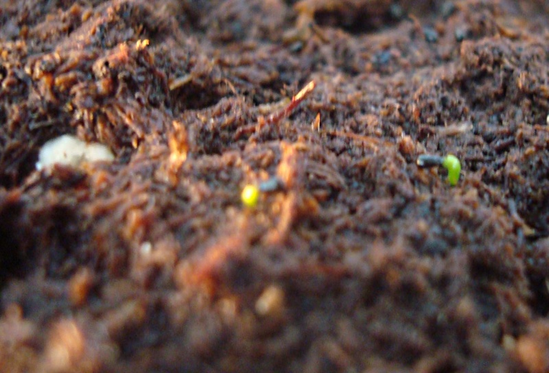 Suivi semis et germination Dionaea [Ted82] Dsc05955