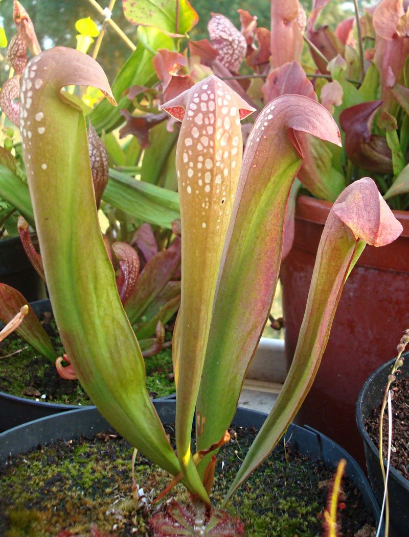 Sarracenia "Minor" Dsc05957