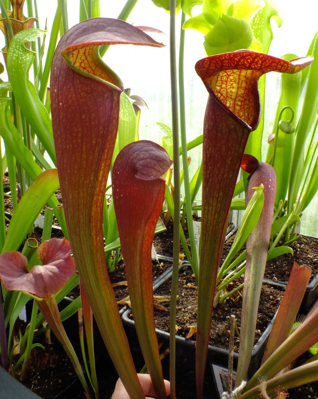 Sarracenia "Diamond Head" Dscf8521